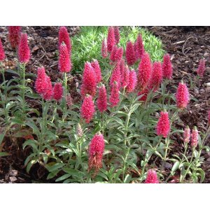 Veronika špicatá (Veronica spicata) ´HEIDEKIND´ kont. C1L